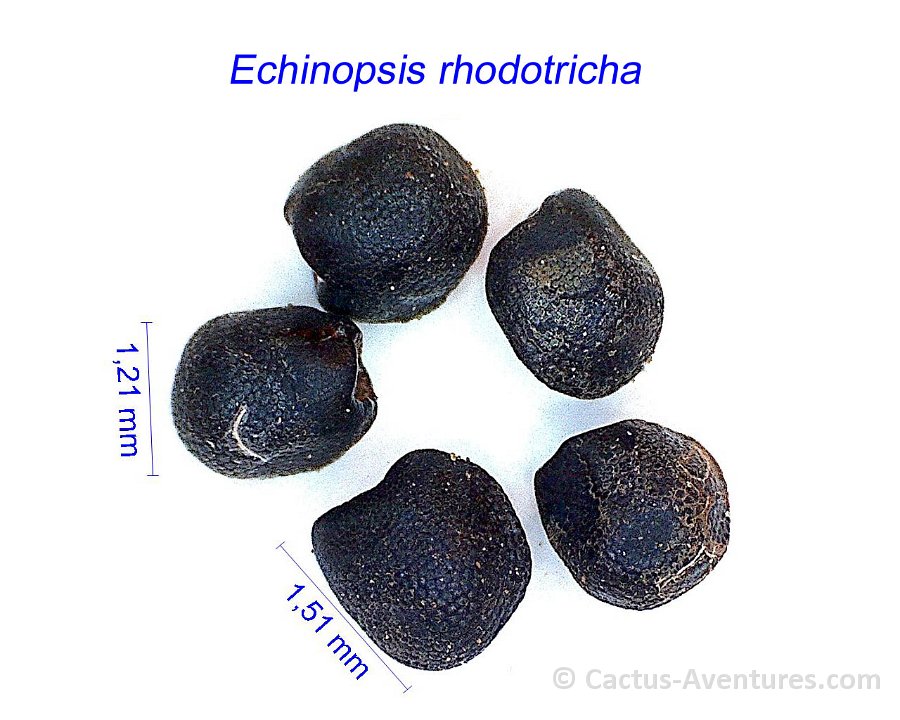 Echinopsis rhodotricha